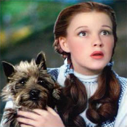 emerald+dorothy+and+toto.pl