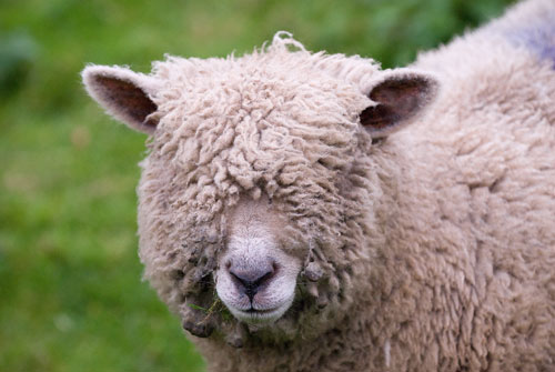 wool-over-eyes1.jpg