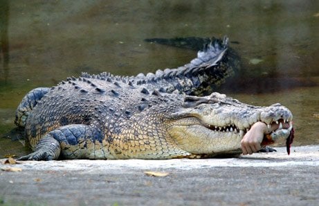 crocodile-1.jpg