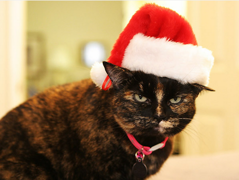 Angry-Cat-in-Santa-Hat.png.png